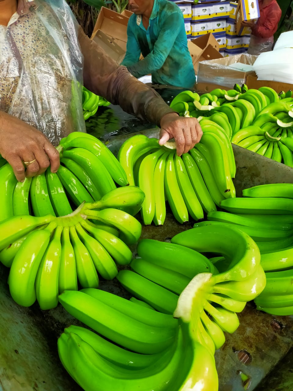 Lukman Fruits Private Ltd.