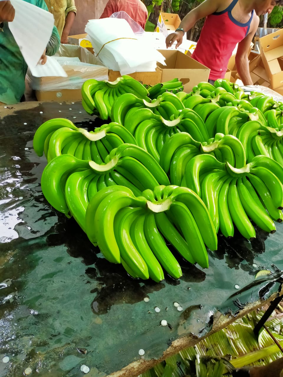 Lukman Fruits Private Ltd.