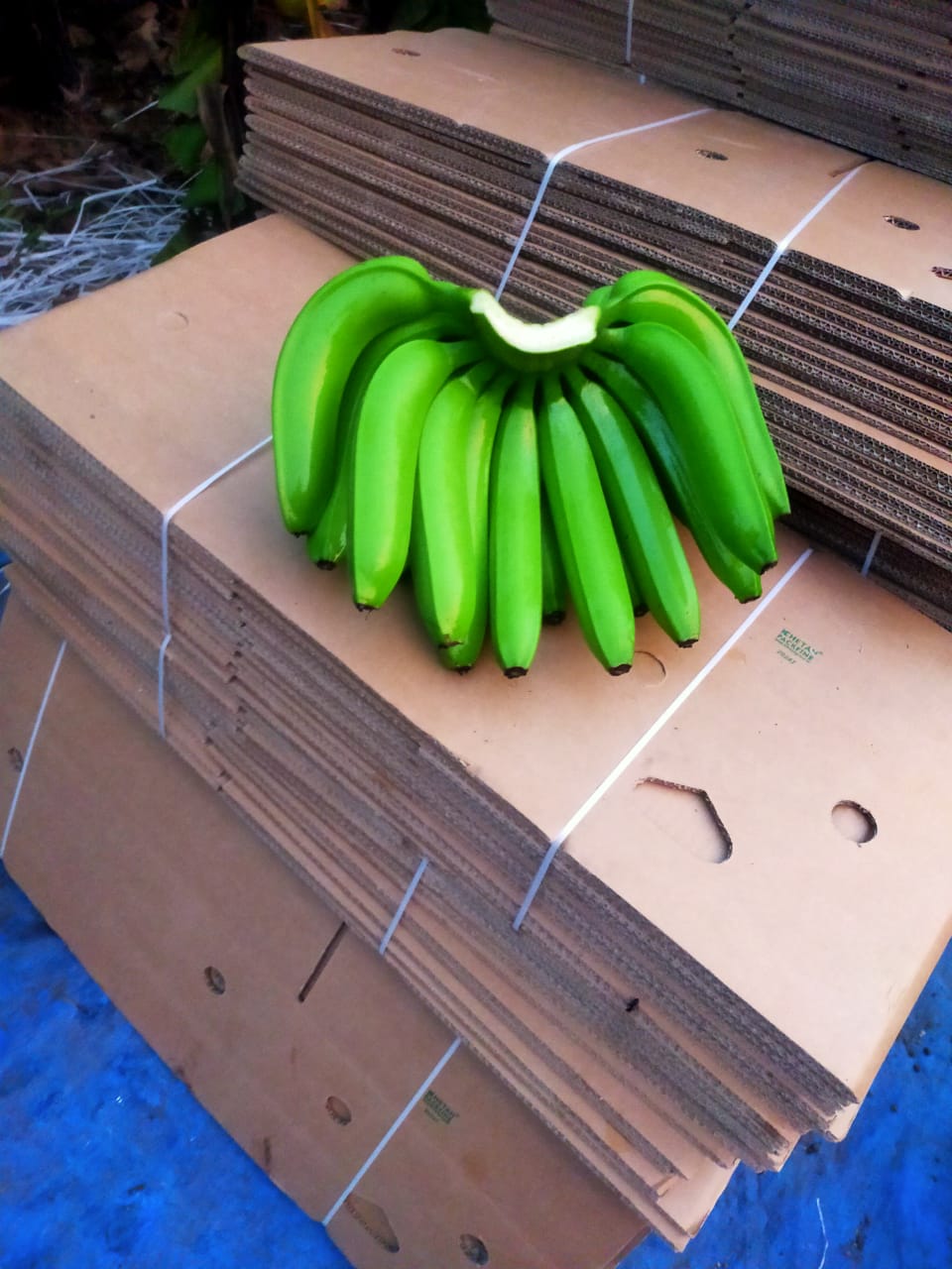 Lukman Fruits Private Ltd.