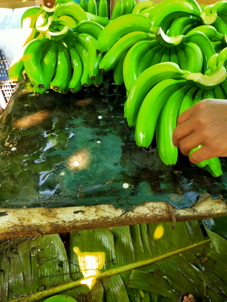 Lukman Fruits Private Ltd.